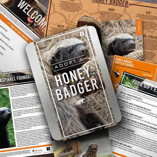 Adopt A Honey Badger Unusual Gifts